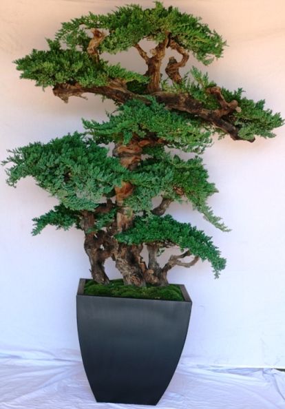 6 ft. Kage Bonsai